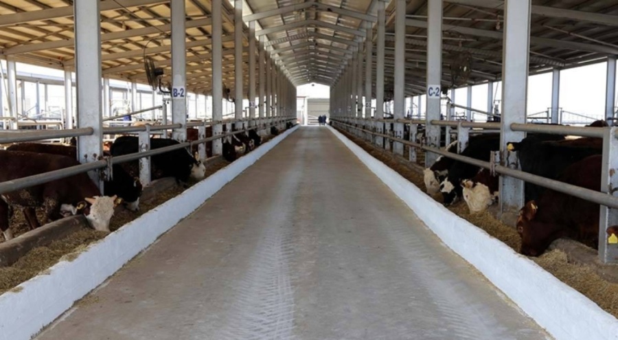 Zonguldak'ta 46 köyde şap karantinası başlatıldı