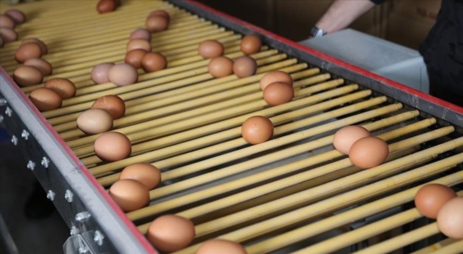 Yumurta üreticilerine ceza talebi