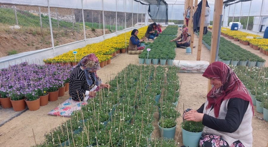 Keles'te kadınların çalışacağı seralarda süs bitkisi tohumu yetiştirilecek