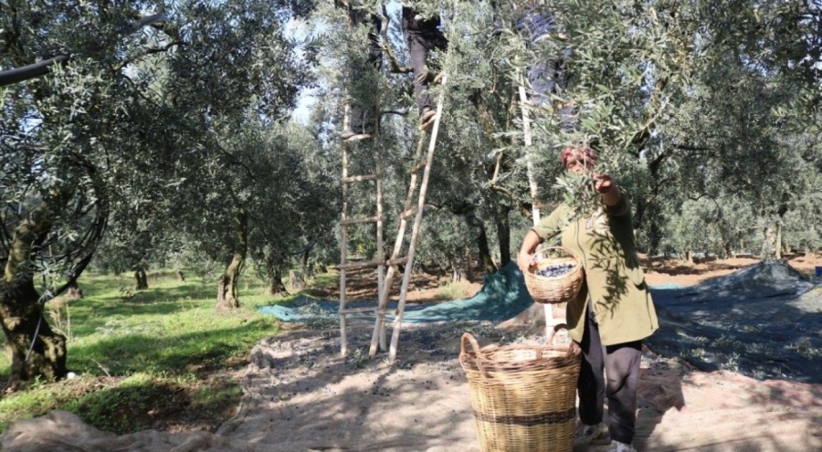 Zeytin alım tavan ve taban fiyatları belli oldu