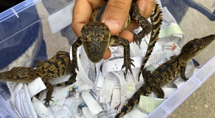 Evinde Nil timsahı besleyen şüpheli gözaltına alındı