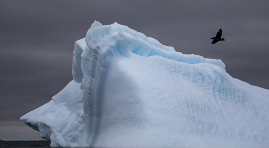 Antarktika'da ilk kez kuş gribi görüldü