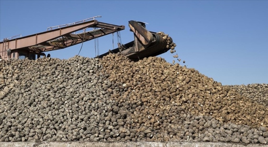 Şeker üretimi ülke ihtiyacını karşılayacak seviyede