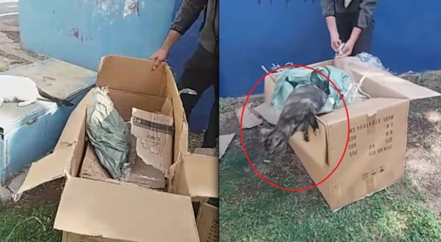 Hayvanları poşete koyup parka bıraktı!