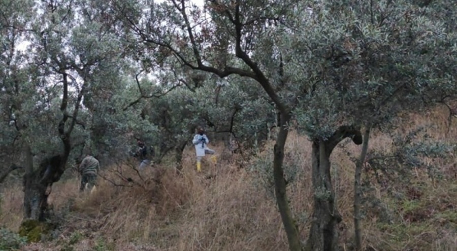 Bursa'da cesedi zeytin ağacına asılı halde bulunmuştu! Nevrigül Alan cinayetinde flaş gelişme