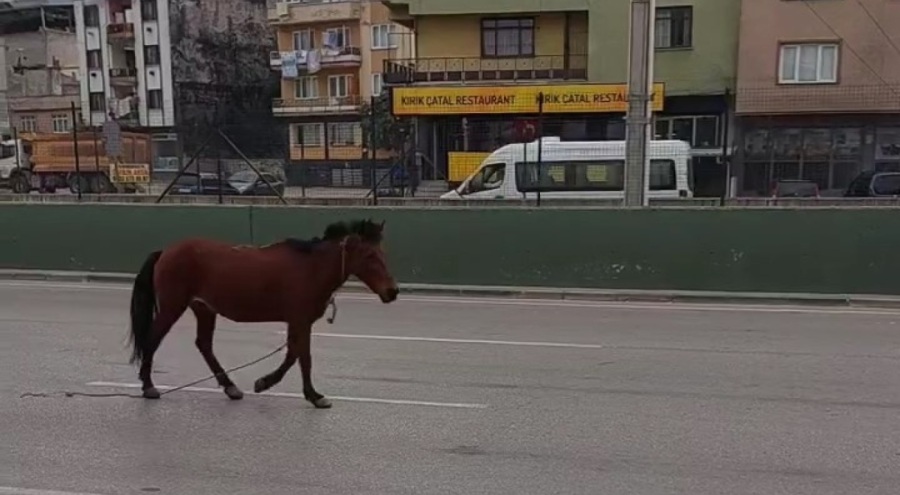Bursa Yıldırım'da yola çıkan at  sürücülere zor anlar yaşattı!