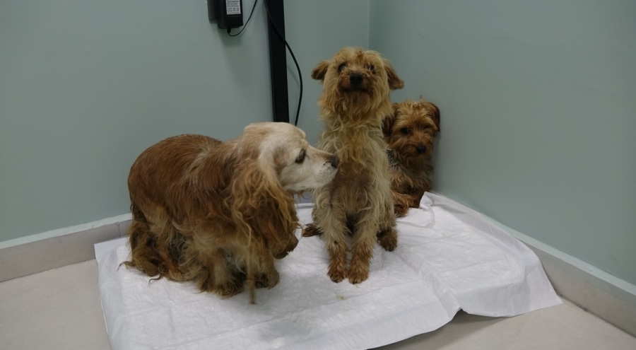 Bursa'da merdiven altı üretimde kullanılan köpekler sokağa terk edildi!