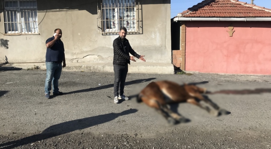 Ölen at yol ortasına bırakıldı