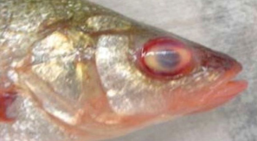 Balıkta VHS alarmı: Karadeniz'de yaygınlaşıyor