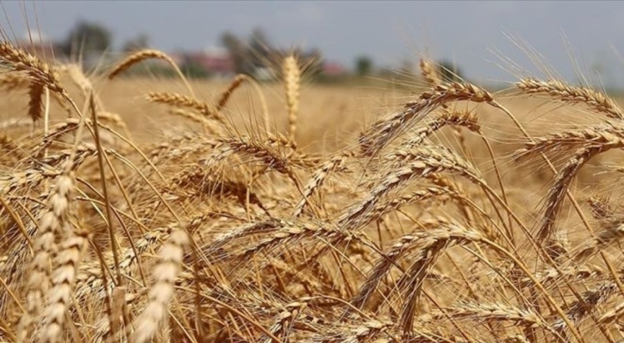 Buğday fiyatları düşüşte