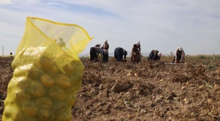 Bu 800 nüfuslu köyde yılda 10 bin ton patates üretiliyor!