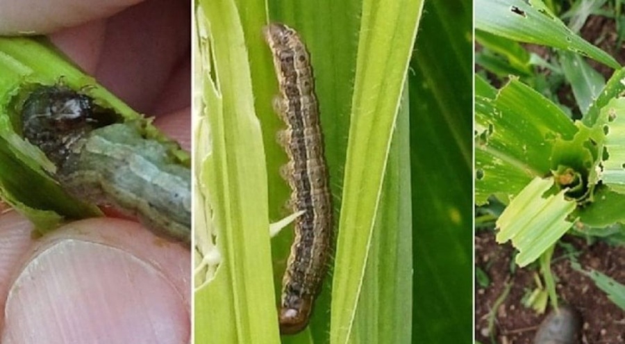 Çiftçilerin yeni düşmanı istilacı tür: 500 kilometre uçup yumurtluyor