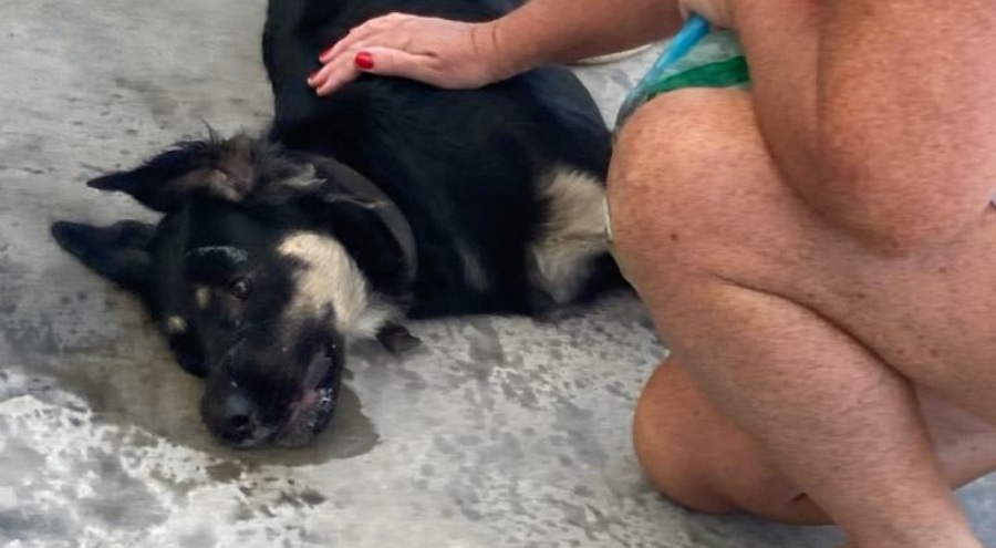 Bodrum'da 3 köpek zehirlenerek öldürüldü