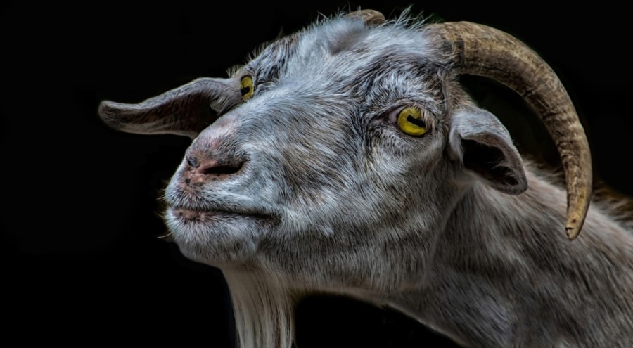 12 yaşındaki çocuğun ölümüne neden olan keçinin sahibine ceza!