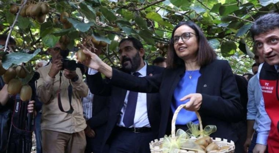 Yalova'da kivi hasadı başladı