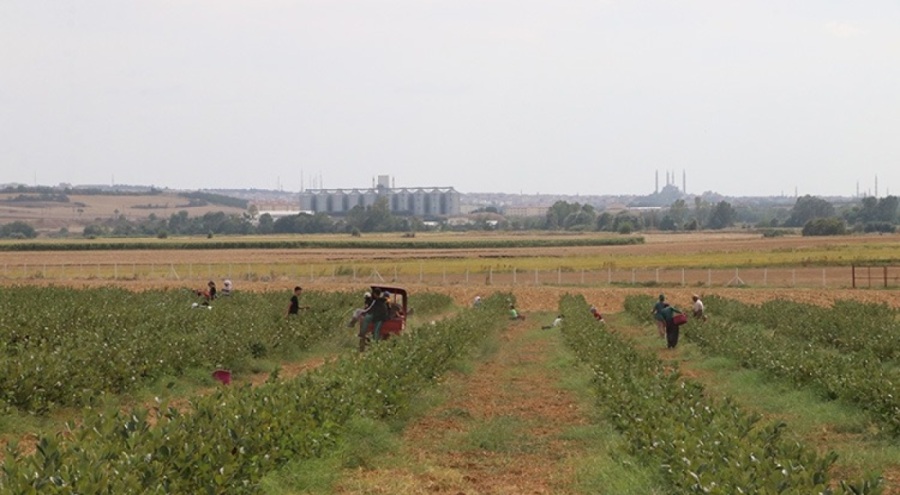 Trakya'da "süper meyve" aronyanın üretim alanı genişledi