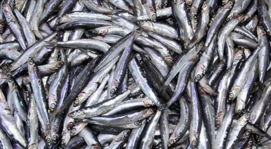 Hamsi ucuzladı! Fiyatı yarı yarıya düştü