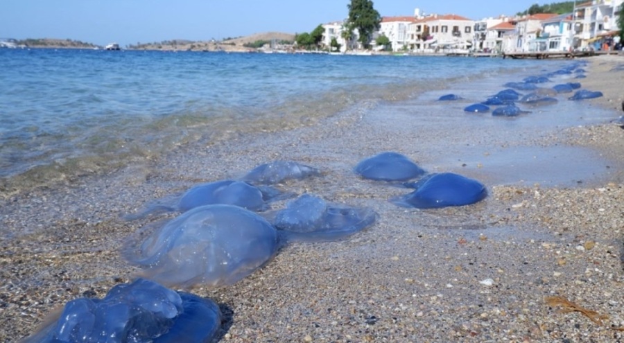 Foça plajları denizanası istilasına uğradı