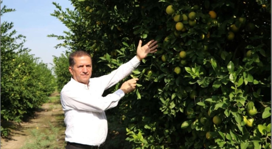 Kilosu 30 kuruşa kadar düştü, ürünler dalında kaldı!