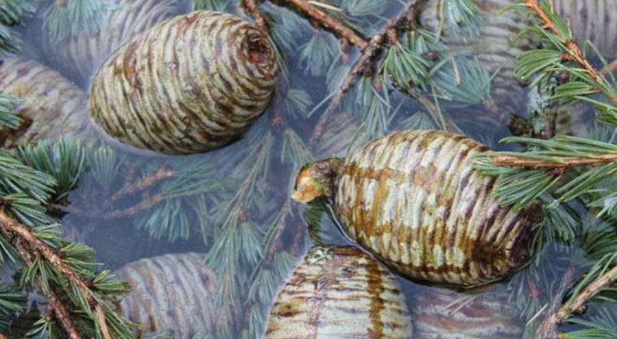 Ormanlardan gelen şifa: Pek çok hastalığa iyi geliyor!