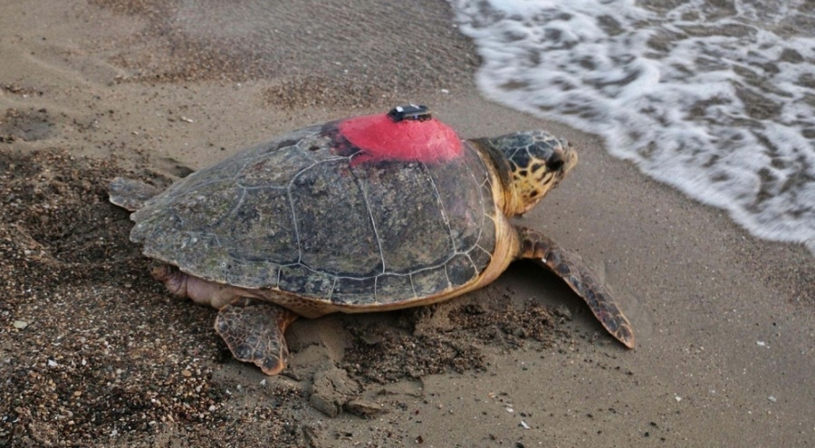 Caretta Caretta 'Tuba'yı 9 milyon kişi izledi: 50 ayda 28 bin kilometre yol...