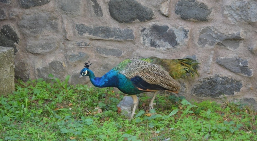Tavus kuşu ses çıkardığı için CİMER'e şikayet edildi