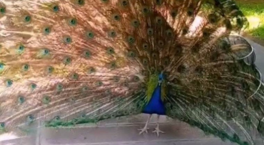 Tavus kuşu, CİMER'e şikayet edildi