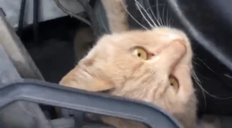 Bursa'da aracın kaputundaki kedi, seyir halindeyken fark edildi!