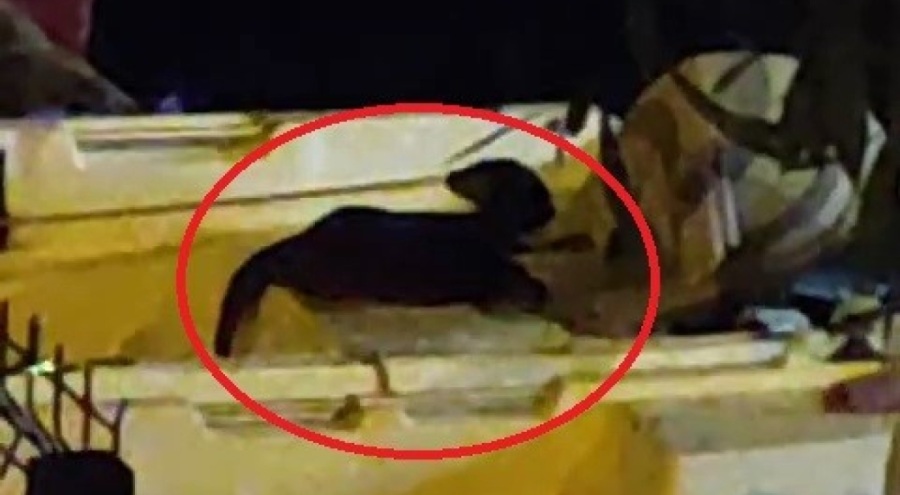 Nesli tükenme tehlikesinde olan su samuru Bursa'da kameralara yakalandı