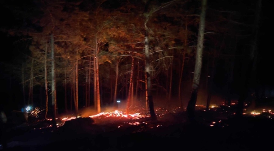 Bolu'da orman yangını