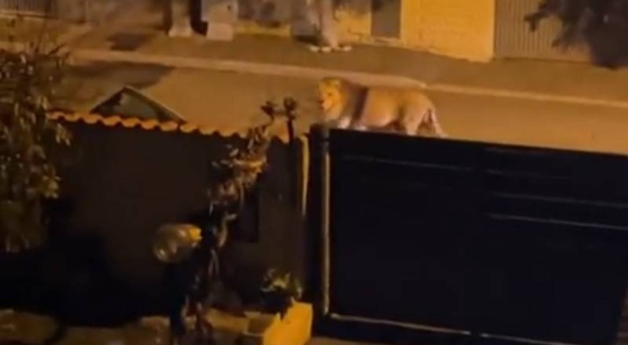 İtalya'da aslan paniği