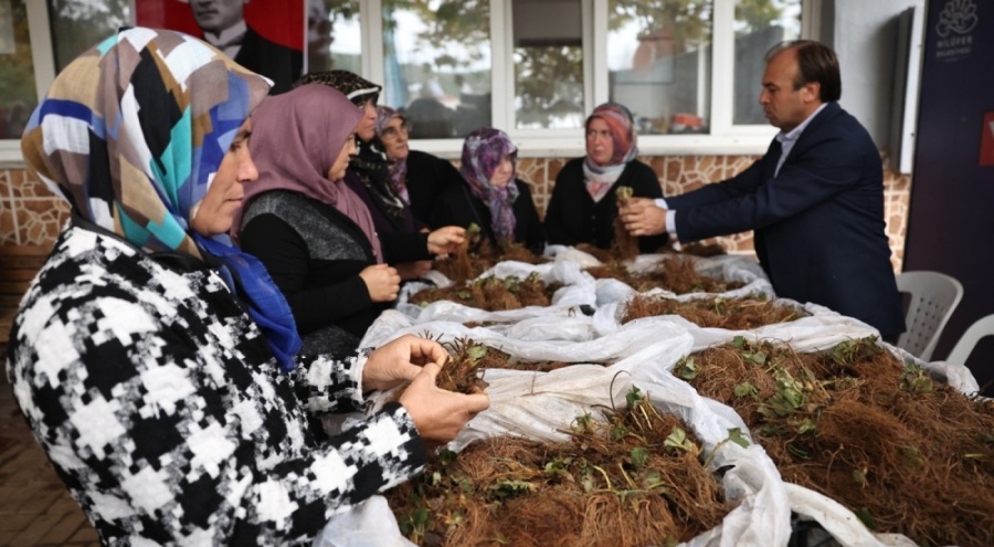 Nilüfer'de 232 bin adet çilek fidesi dağıtıldı
