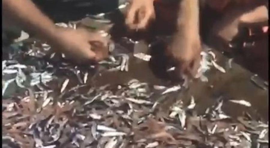 Marmara Denizi'nde onlarca kilo ölü hamsi bulundu