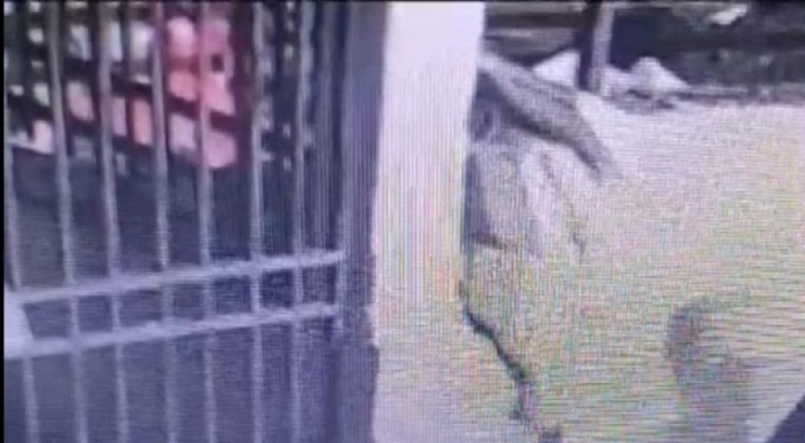 Skandal olay! "Mama veriyorum" demişti, evinden 8 ölü kedi çıktı