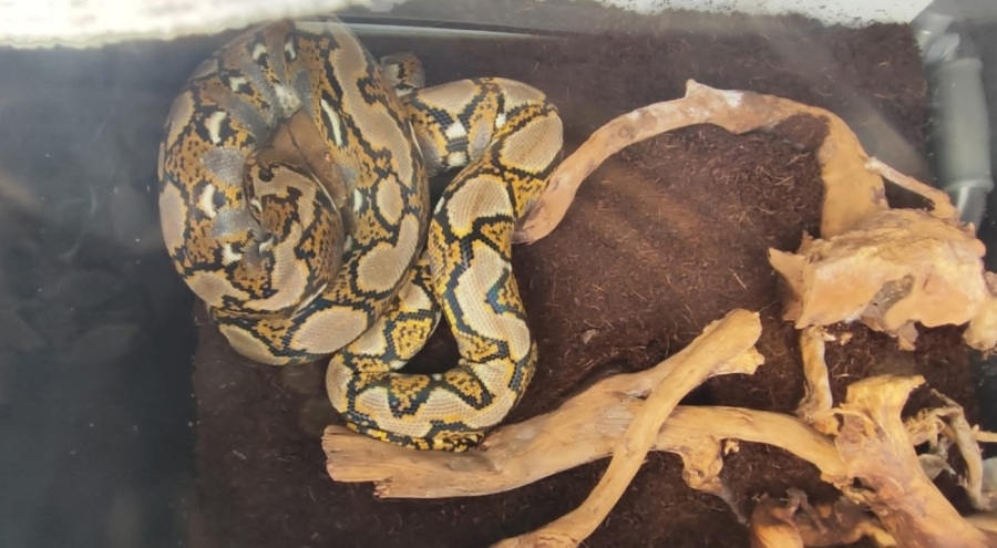 Antalya'da arabanın bagajından piton çıktı