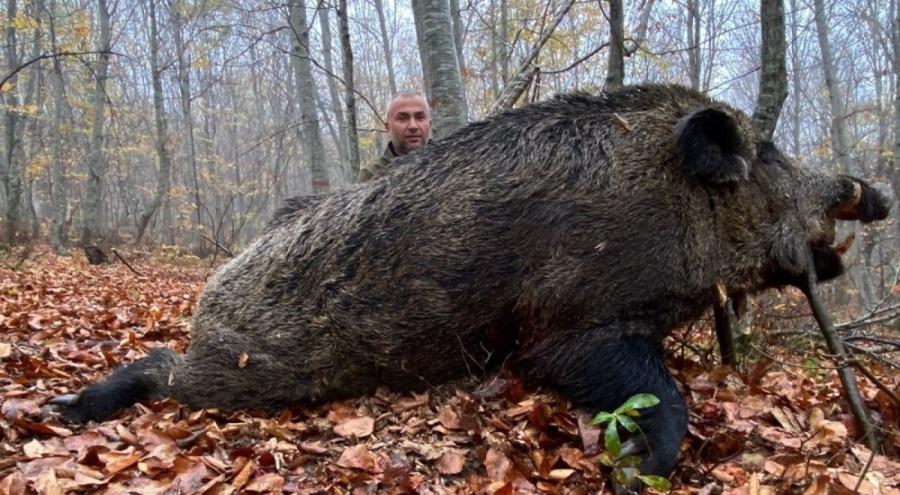 459 kiloluk domuzu vurdular