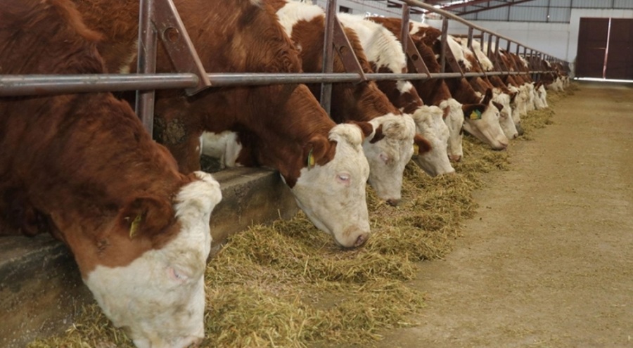O ilçede hayvan alım satımı yasaklandı! Kurallara uymayanlara rekor ceza!