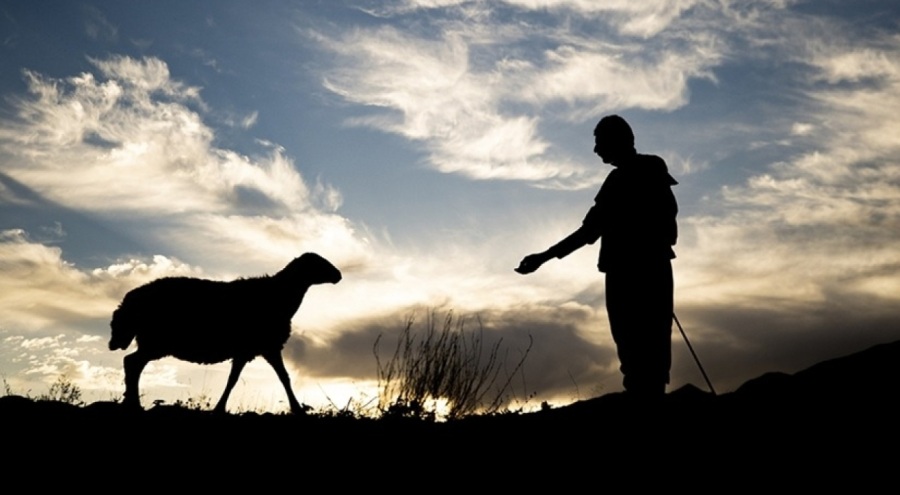 Destek projeleriyle hayvancılık gelişiyor