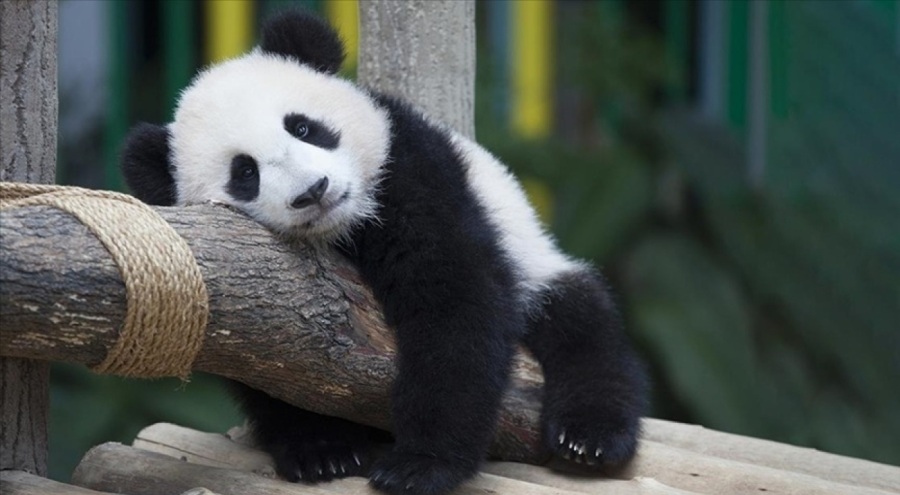 Çin Devlet Başkanı Şi, ABD'ye "dostluk elçisi" olarak panda yollayacak