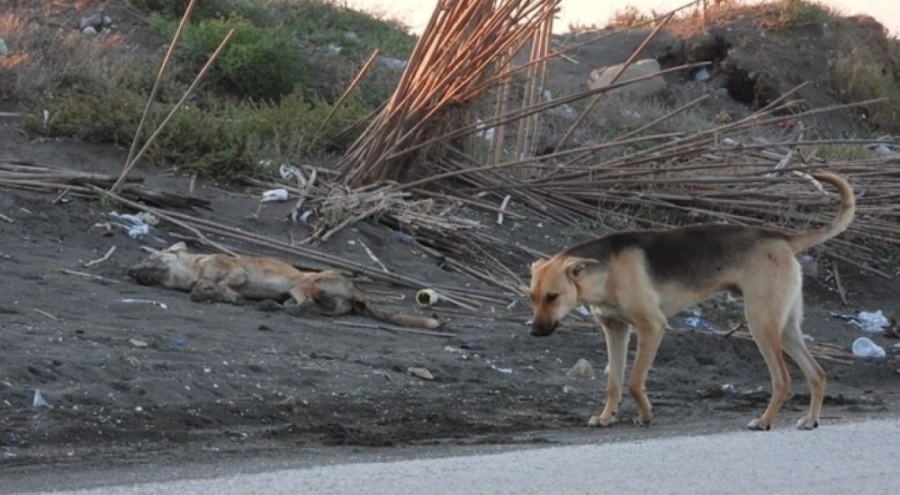 "Köpeği bilerek ezdi" iddiası