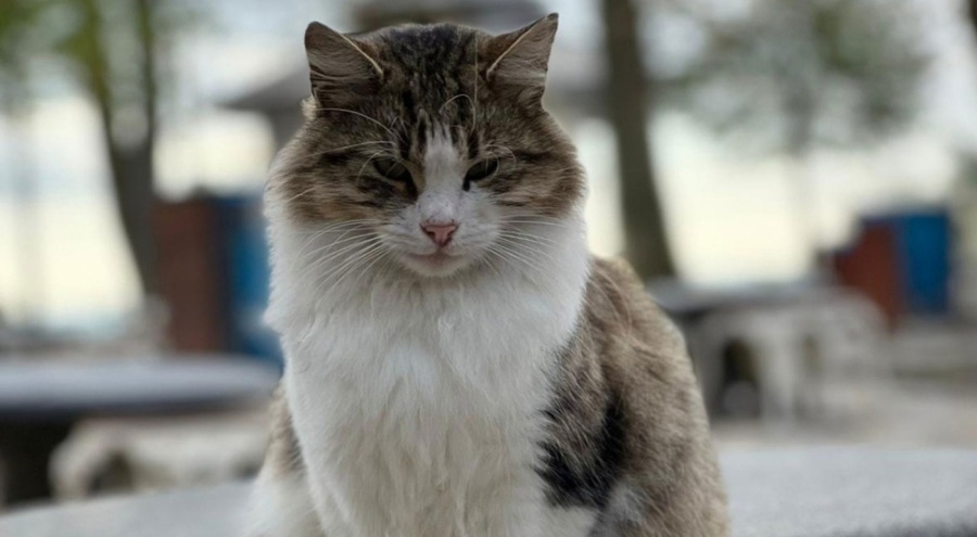 Rusya'da mahkeme verilen cezayı sanığın kedisi var diye erteledi