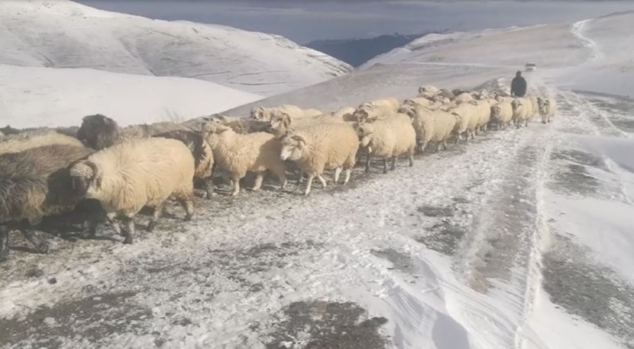 Karlı yaylalardan çobanların sürüleriyle zorlu dönüş yolcuğu