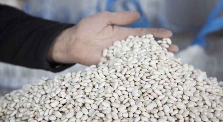 Bitlis'te 20 bin ton kuru fasulye hasadı yapıldı