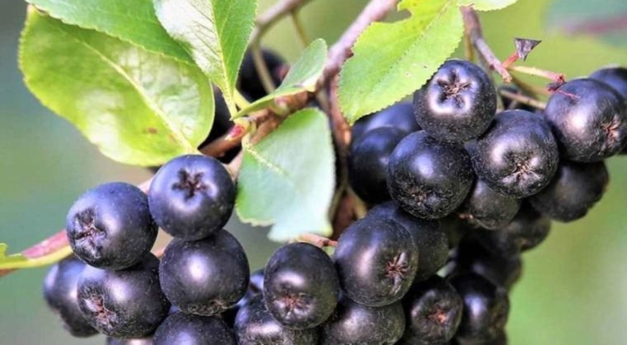 Karaciğer hasarını önleyen işte o 'süper meyve!'