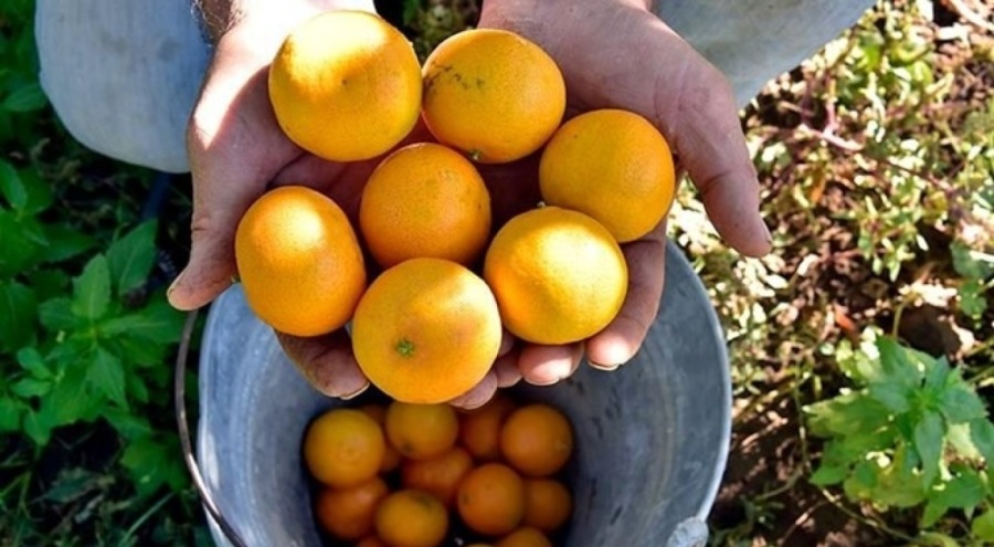 Bodrum'da mandalina üretiminde rekolte beklentisi düşük