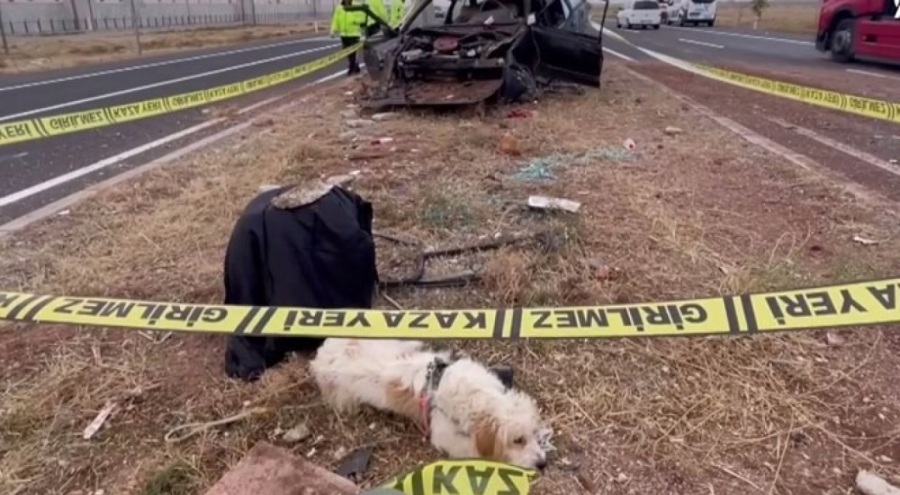 Kazada hayatını kaybeden sahibinin başından ayrılmadı