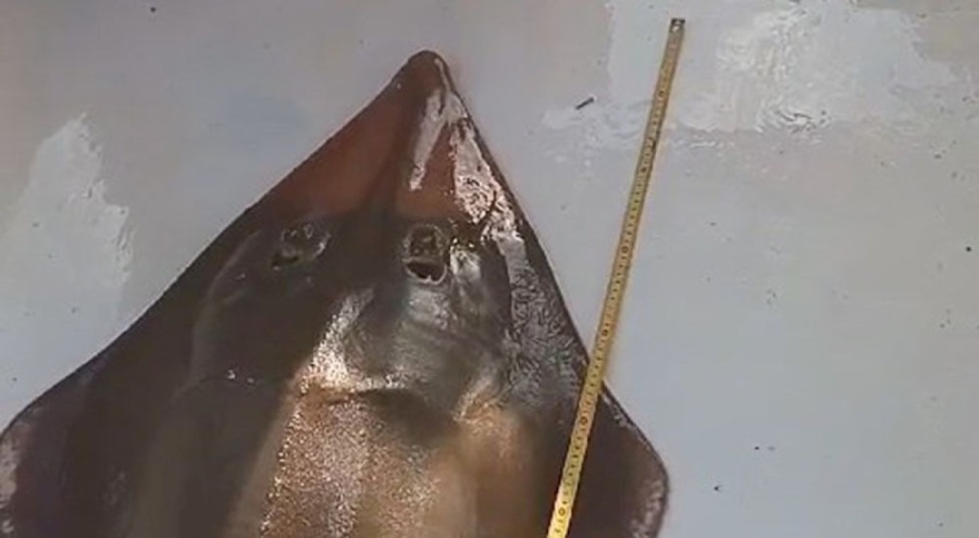 Antalya insan yüzlü balık bulundu