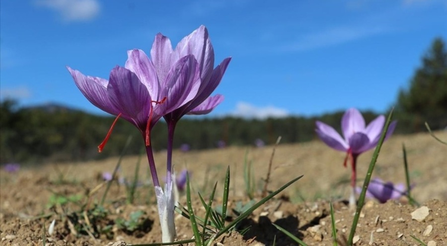 Safranda 35 kilogram üretim hedefi gerçekleşti