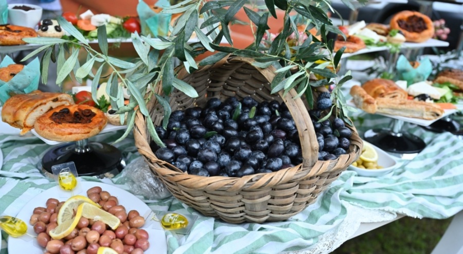 Bursa Orhangazi'de de zeytin hasadı başladı