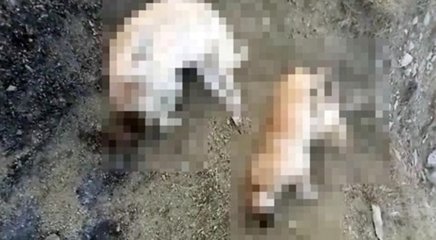 Bilecik'te 14 köpeğin ölü bulunmasına ilişkin soruşturma başlatıldı